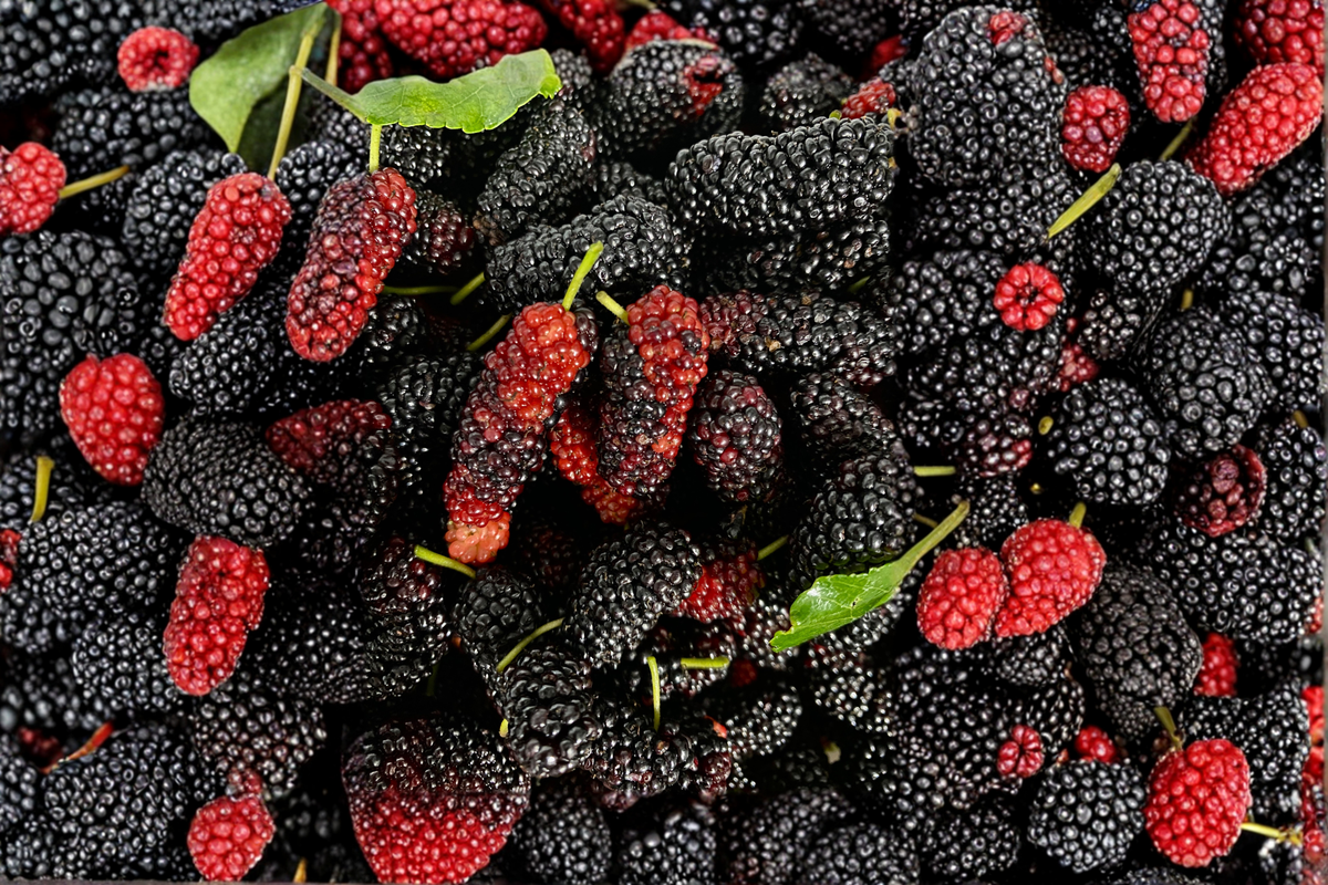 Dwarf Everbearing Mulberry Live Plant Starter Plant Morus nigra 3–15 Inches