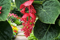 Royal Chandelier Medinilla Magnifica Live Starter Plant - Well-Rooted in Pot