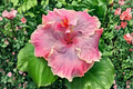 Madagascar Hibiscus Starter Live Plant - Hibiscus moscheutos, 3–5 Inch Rooted Plant