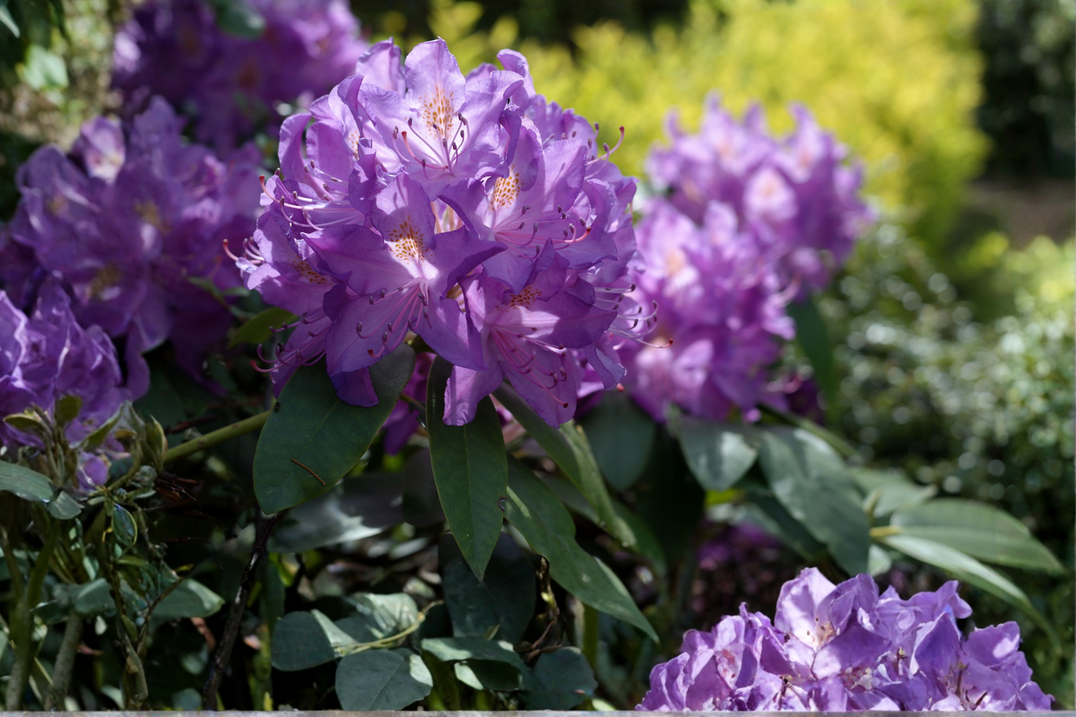 Blue Baron Rhododendron Starter Plant – Live Evergreen Shrub (1) Starter Plant, Shipped Without Pot