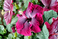 Madagascar Hibiscus Moscheutos Starter Live Plant - Rooted, 3–5 in tall