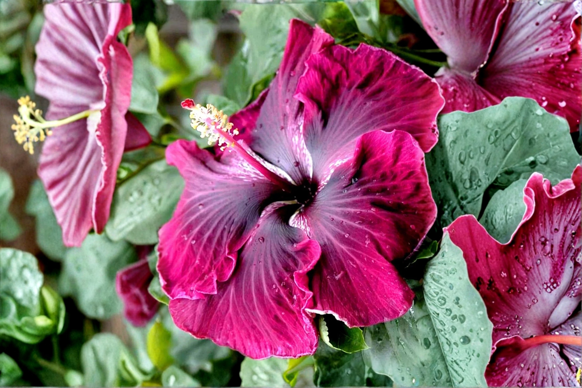 Madagascar Hibiscus Moscheutos Starter Live Plant - Rooted, 3–5 in tall