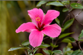 Madagascar Hibiscus Live Starter Plant (Hibiscus moscheutos) - 3–5 inches, Rooted