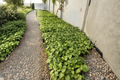 Lot of 3 Live Super Hot Pepper Plants – 75+ Day Old Starter Plants