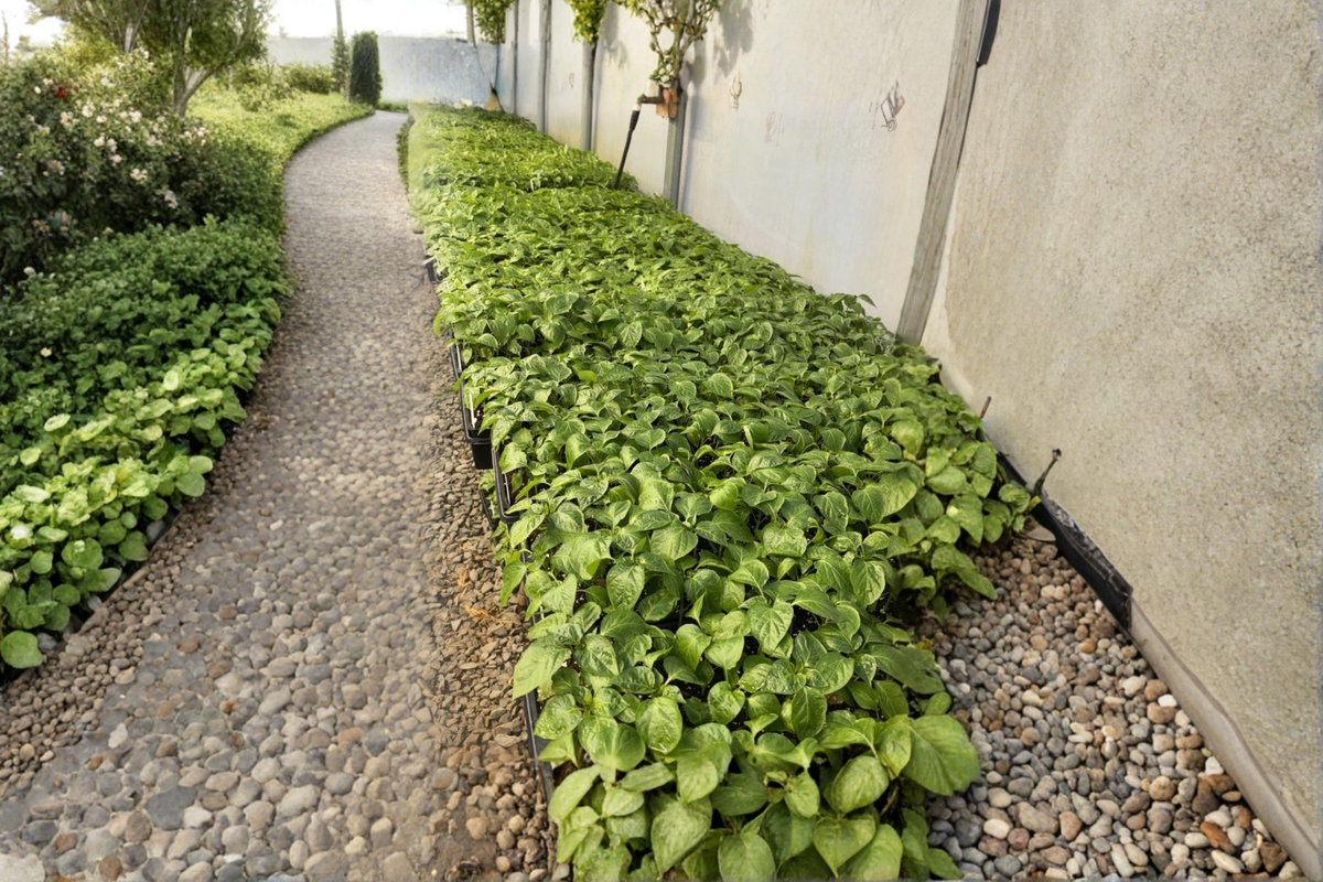 Lot of 3 Live Super Hot Pepper Plants – 75+ Day Old Starter Plants