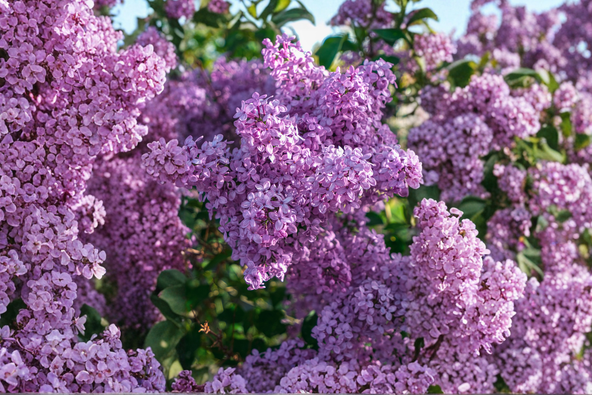 Dwarf Korean Lilac Live Plant | Syringa meyeri 'Palibin' in 3.5" Pot