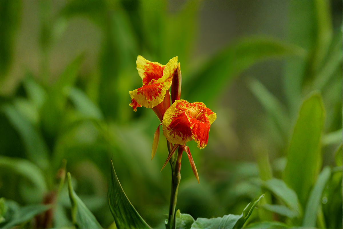 Red Gold Flame Canna Lily Starter Plant - Live Canna Hybrid Perennial