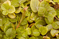 Creeping Jenny Lysimachia nummularia - 8 Live Starter Plants