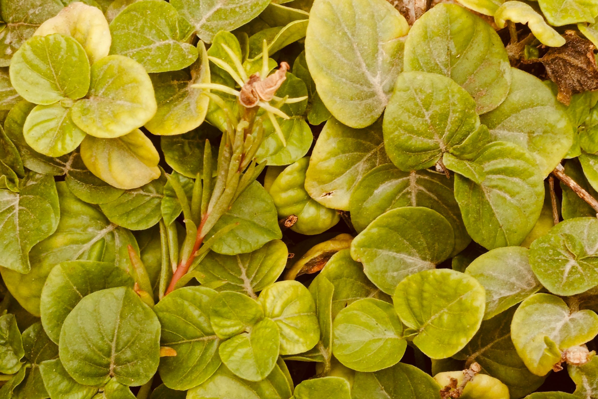 Creeping Jenny Lysimachia nummularia - 8 Live Starter Plants