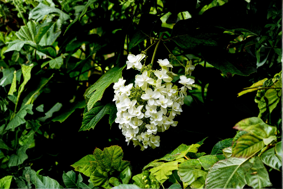 Pee Wee Dwarf Oakleaf Hydrangea Live Plant (Hydrangea quercifolia) – 1 Pint Grow Bag