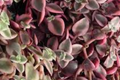 Calico Kitten Succulent Crassula pellucida subsp. marginalis Variegata – 2" Pot