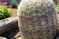 Arizona Rainbow Cactus Live Plant (Echinocereus rigidissimus var. rubrispinus) – 4-Inch Pot