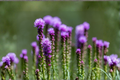 Liatris Floristan Violet Starter Plants (4) | Liatris spicata