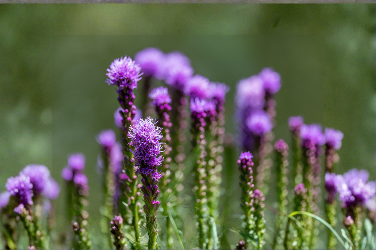 Liatris Floristan Violet Starter Plants (4) | Liatris spicata