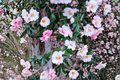 Shibori-Egao Camellia japonica Starter Plant | One Live Shibori-Egao Camellia Starter Plant