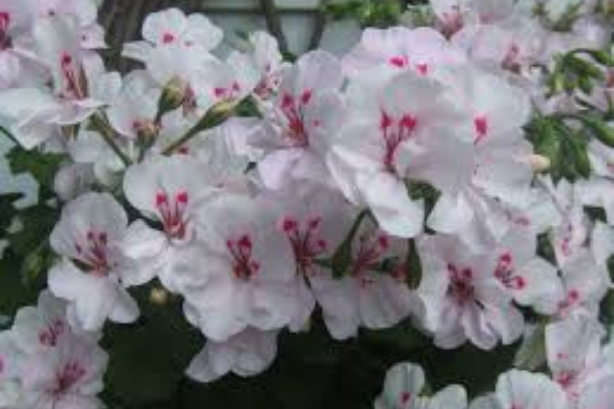 White Pink Ivy Geranium Cuttings - Pelargonium peltatum (2 Live Cuttings, ~6" each)