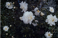 Miss Biloxi Camellia Starter Plant | Camellia japonica Rooted Plant