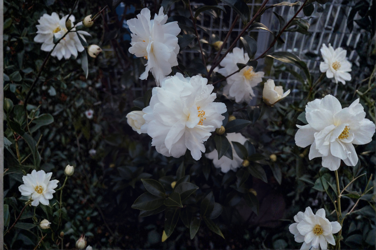 Miss Biloxi Camellia Starter Plant | Camellia japonica Rooted Plant