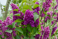 Purple Magic Dwarf Crape Myrtle Live Plant – Lagerstroemia indica, Full Gallon Pot