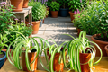 Bonnie Curly Spider Plant - Chlorophytum comosum 'Bonnie' Live Plant in 2-in Pot