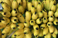 Chinese Dwarf Yellow Banana Starter Plant (Musella lasiocarpa) | Golden Lotus Banana