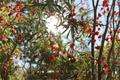 Goji Berry Lycium barbarum - 3 Bare Root Plants + 3 Unrooted Cuttings