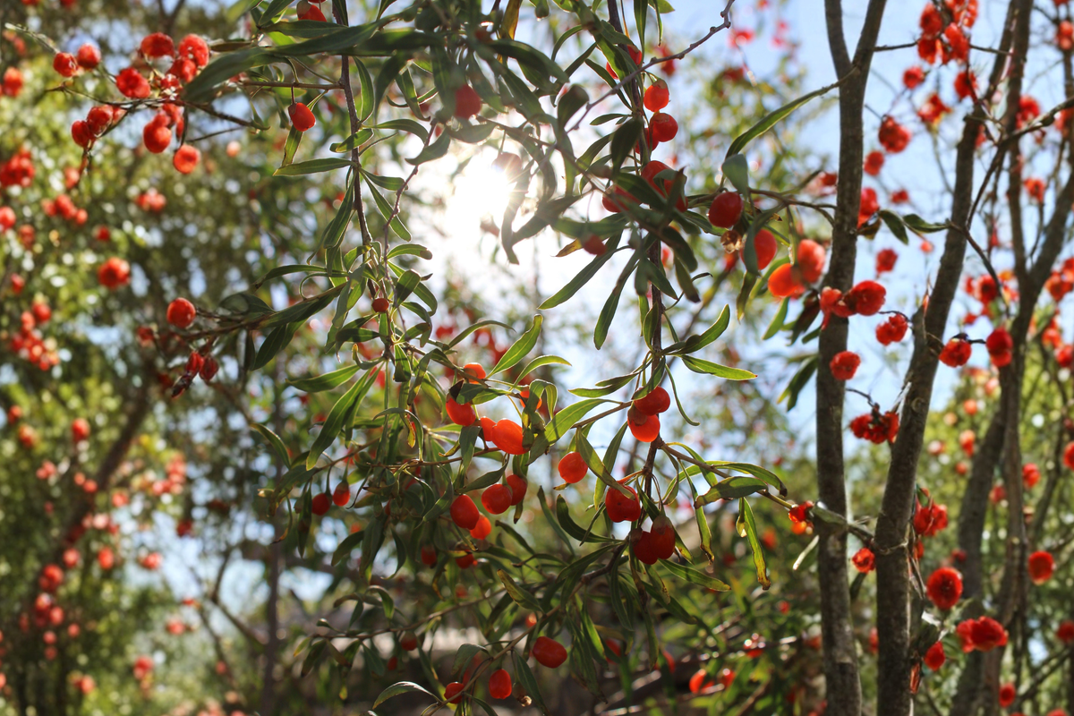 Goji Berry Lycium barbarum - 3 Bare Root Plants + 3 Unrooted Cuttings