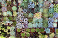 10 Assorted Succulent Cuttings – Unrooted Fresh Clippings for Terrariums & Dish Gardens