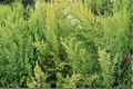 Lime Glow Spreading Juniper Starter Plant – Juniperus horizontalis 'Lime Glow' (7M) | One Live Plant