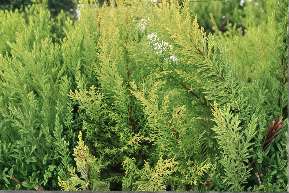 Lime Glow Spreading Juniper Starter Plant – Juniperus horizontalis 'Lime Glow' (7M) | One Live Plant