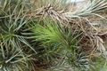 Queen of Air Plant Tillandsia Live Air Plant 6–10 Inches – Epiphytic Indoor/Outdoor