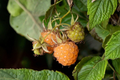 Fall Gold Everbearing Raspberry Starter Plant (Rubus idaeus 'Fall Gold')