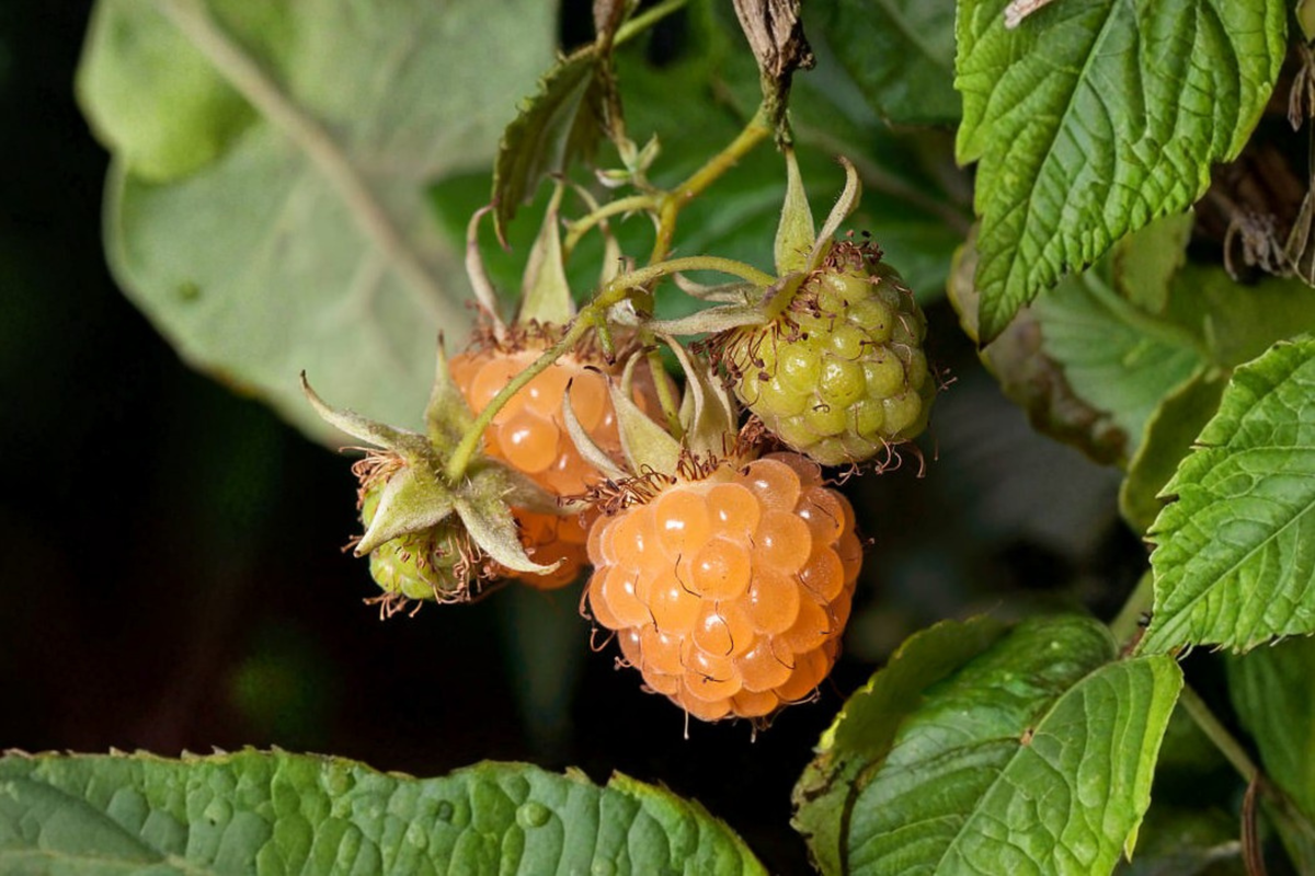 Fall Gold Everbearing Raspberry Starter Plant (Rubus idaeus 'Fall Gold')