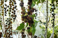 Black Velvet Gooseberry Live Plant (Worcesterberry Cross) – 1 Starter Plant