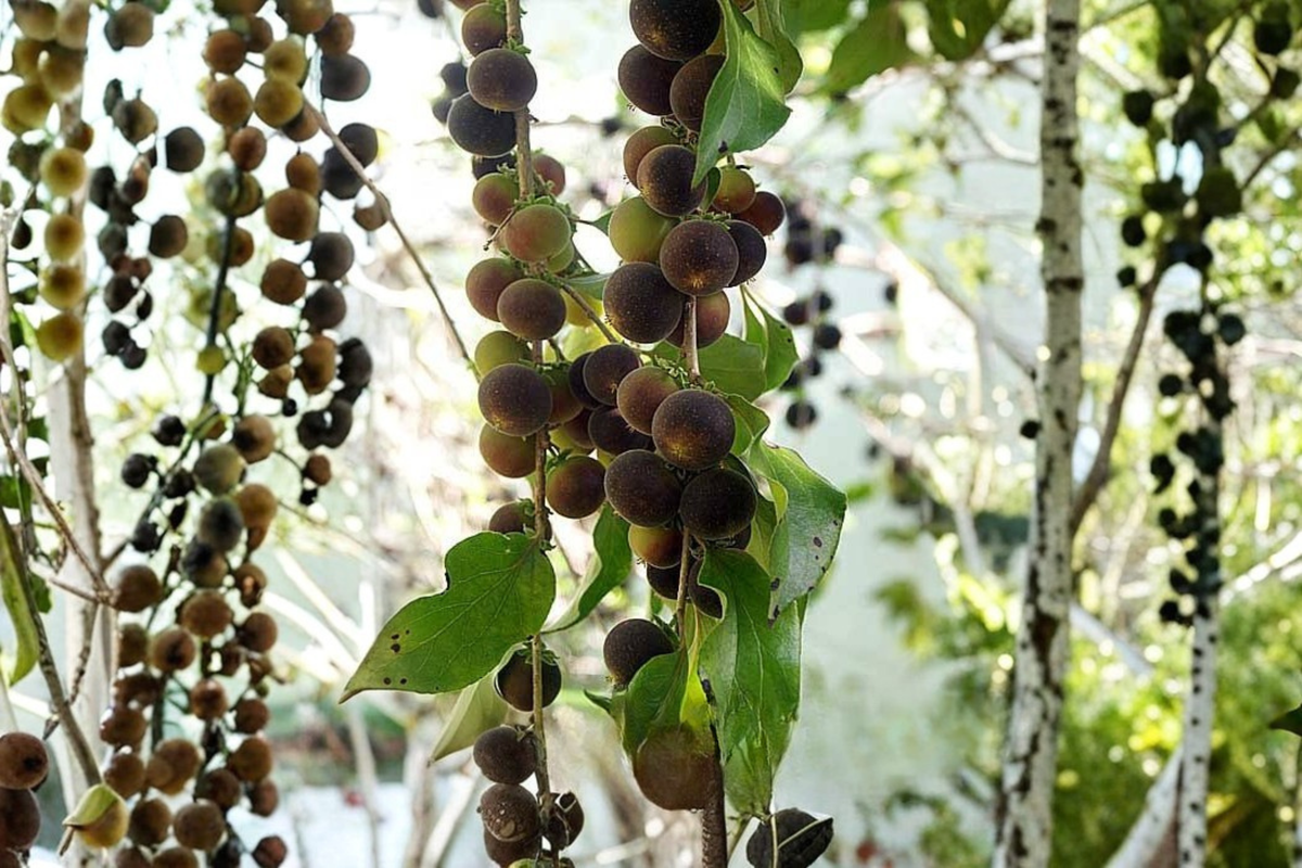 Black Velvet Gooseberry Live Plant (Worcesterberry Cross) – 1 Starter Plant