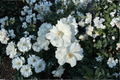 Diana White Rose of Sharon Live Plant (Hibiscus syriacus) 1 Qt – 1 Plant in Fabric Grow Bag