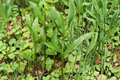 Myoga Ginger Live Roots – 2 oz Fresh Rhizomes (Zingiber mioga) | Edible & Ornamental Perennial