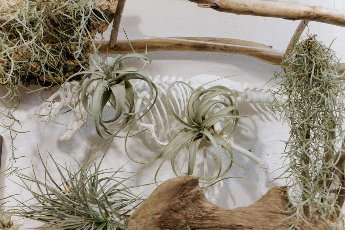 Tillandsia Air Plants Assorted 5-Pack - Live Epiphytic Houseplants