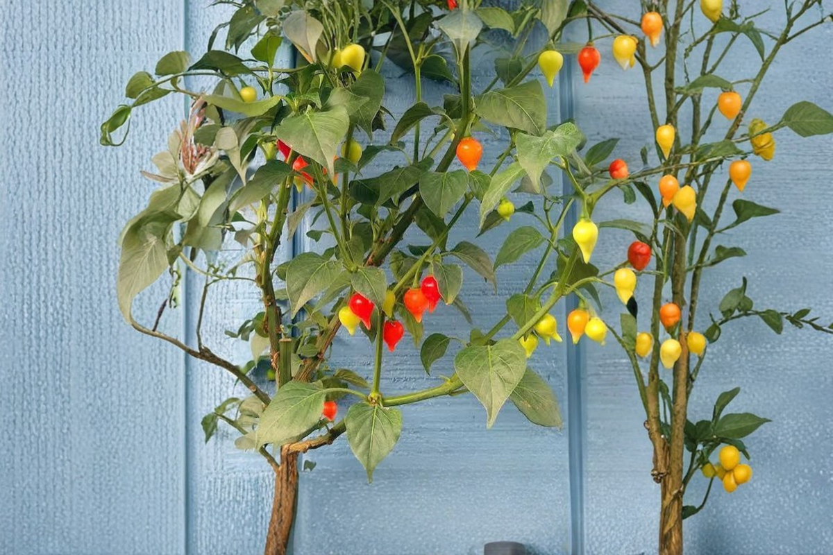 Biquinho Sweety Drop Yellow Chili Pepper Live Plants – 3 Starter Plants (Capsicum chinense)