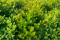 Unraveled Weeping Boxwood Live Plant - 1 Qt Buxus Evergreen Shrub