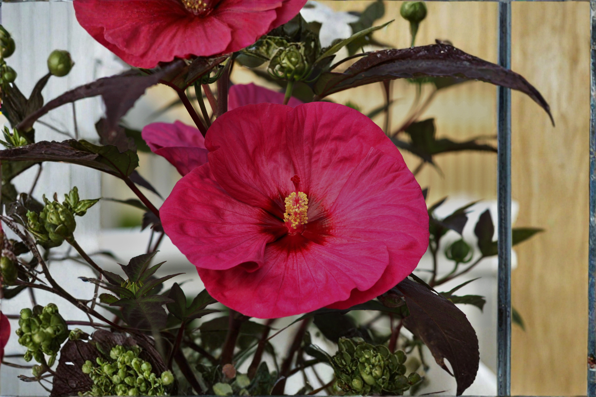 Summer in Paradise Hardy Hibiscus - Live Plant in 2.5-Inch Pot (Hibiscus moscheutos)