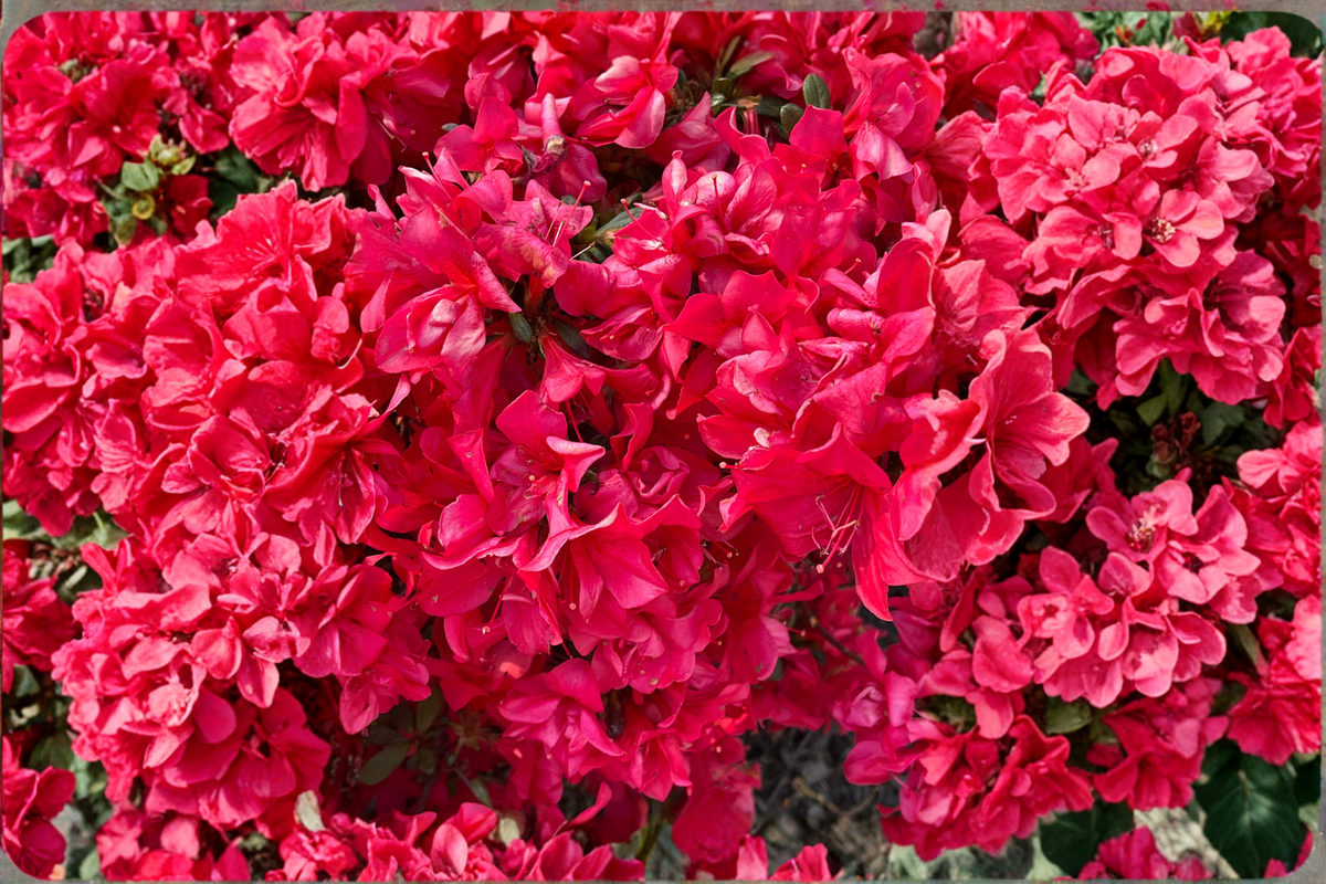 Red Formosa Azalea Live Plant 1 Qt | Southern Indica Rhododendron indicum