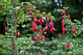 Blacky Fuchsia Live Plant | Hummingbird-Attracting Fuchsia Hybrid