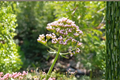 Valerian Live Plant (Valeriana officinalis) — Perennial Herb (1 Plant)