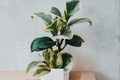 Hoya Krimson Queen Tricolor Live Houseplant, 4-Inch Pot | Hoya carnosa