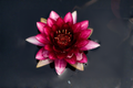 Nymphaea 'Slocum's Almost Black' Sprouted Tuber Water Lily – Winter-Hardy