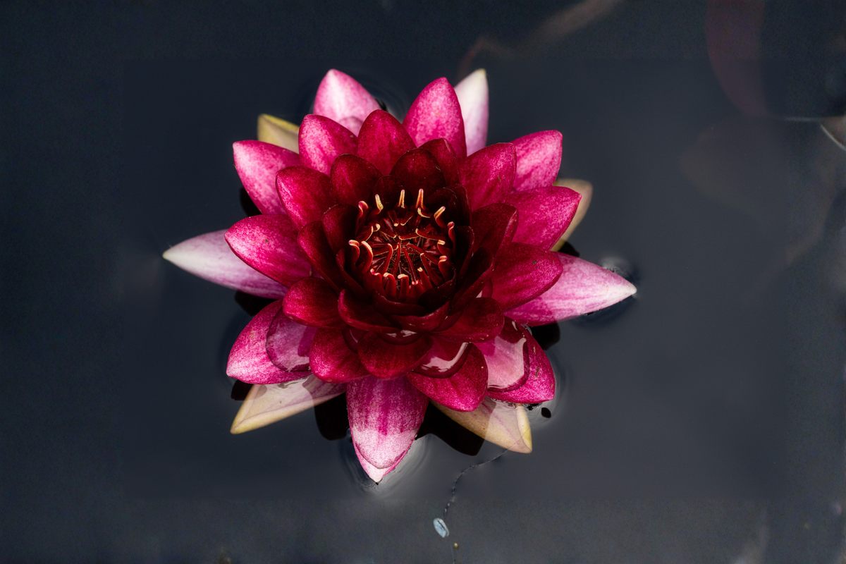 Nymphaea 'Slocum's Almost Black' Sprouted Tuber Water Lily – Winter-Hardy