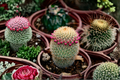Mammillaria huitzilopochtli Live Seed-Grown Cactus Plant – Rare Succulent