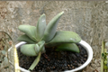 Gasteria glomerata Cluster Live Succulent Plant – Rare Easy-Care Indoor Plant