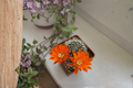 Rebutia minuscula Live Cactus Plant - Rare Collector Cactus (1 Plant, Pot Not Included)